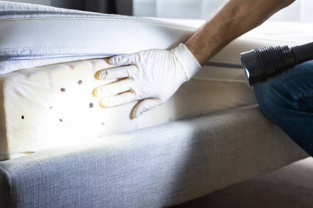Trusted Oak Brook, IL Pest Control Experts